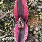 Agave Titanota King Kong Red Lion Variegated