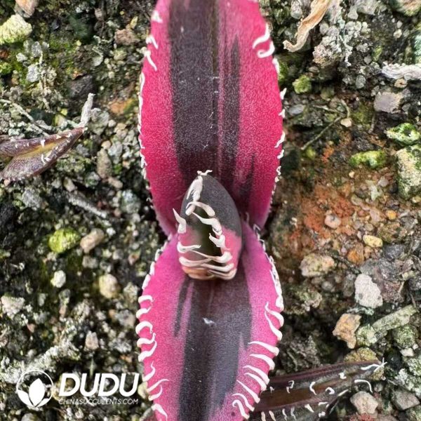 1756132244-e201-40-1.jpg Agave Titanota King Kong Red Lion Variegated - Image 1