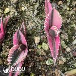 Agave Titanota King Kong Red Lion Variegated - Image 2