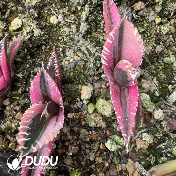 1756132246-e202-39.jpg Agave Titanota King Kong Red Lion Variegated - Image 2