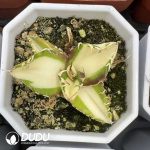 Agave titanota Caesar var. mediopicta