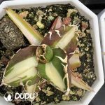 Agave titanota Caesar var. mediopicta - Image 2