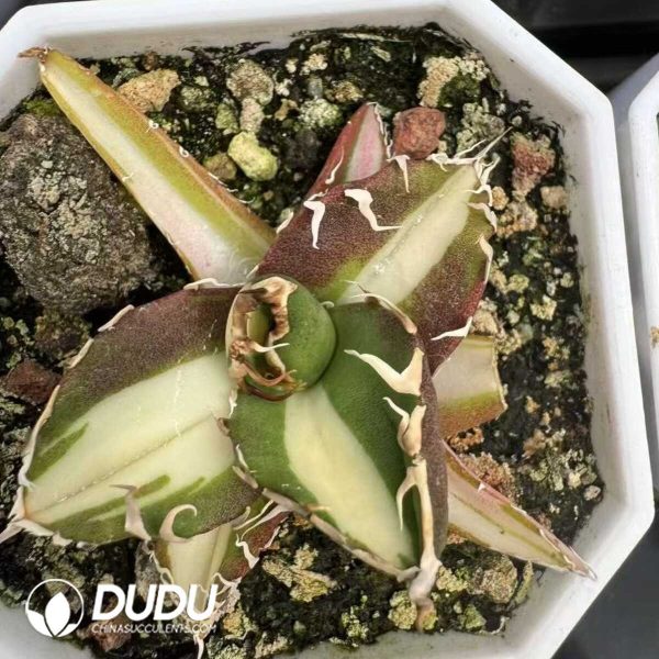 1756132248-e202-40.jpg Agave titanota Caesar var. mediopicta - Image 2