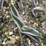 Agave titanota Hawkeye