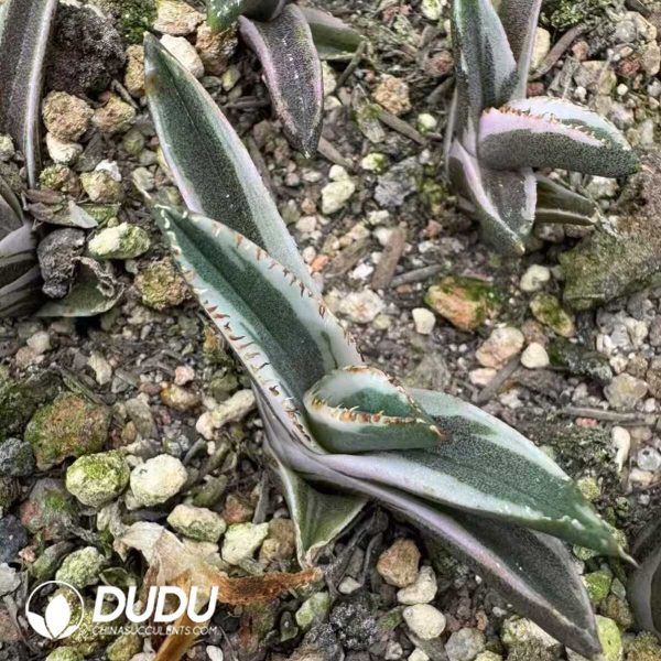 Agave titanota Hawkeye - Image 1