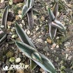 Agave titanota Hawkeye - Image 2