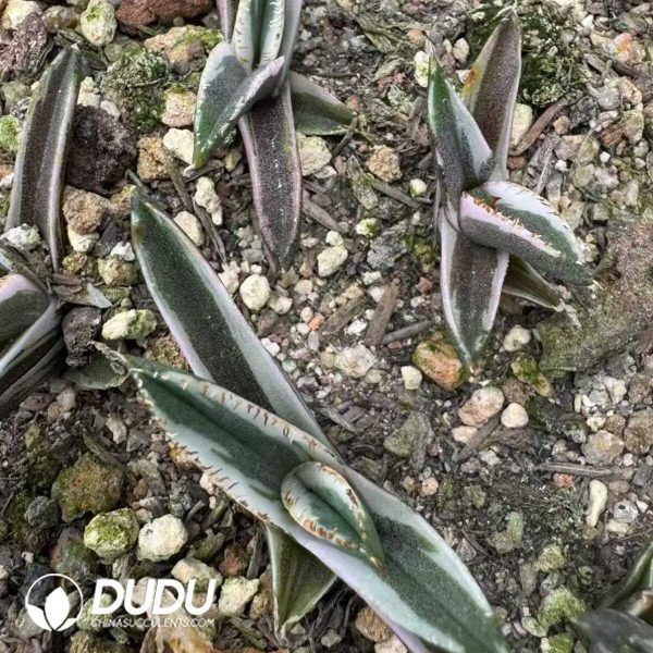 Agave titanota Hawkeye - Image 2