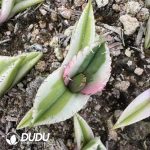 Agave titanota Juggernaut White Marginata Variegated