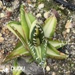 Agave titanota Magic Pill Variegated