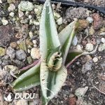 Agave titanota Magic Pill Variegated - Image 2