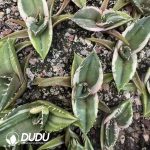 Agave Matador Variegated