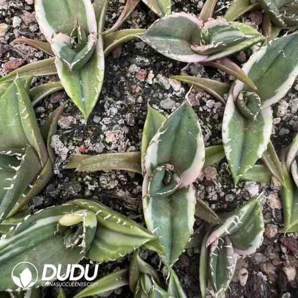 Agave Matador Variegated - Image 1