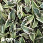 Agave Matador Variegated - Image 2