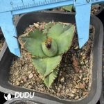 Agave Aurora