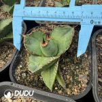 Agave Aurora - Image 2