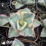 Agave titanota Blue Whale White Marginata Variegated