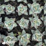 Agave titanota Blue Whale White Marginata Variegated - Image 2