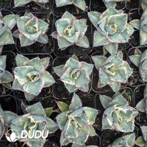 1756132269-e202-46.jpg Agave titanota Blue Whale White Marginata Variegated - Image 2