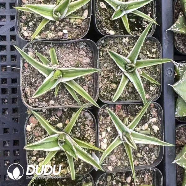 Agave Victoriae-reginae - Image 1