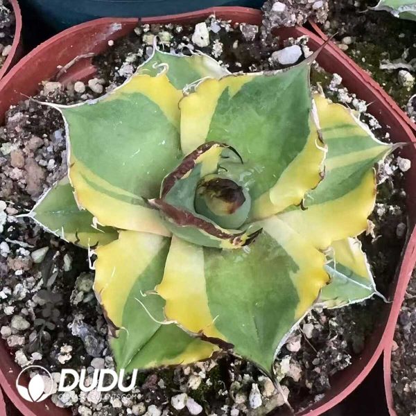 Agave titanota Black Panther Yellow Marginata Variegated - Image 1