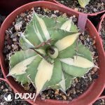 Agave Kissho Kan var. mediopicta