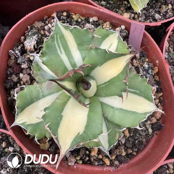 Agave Kissho Kan var. mediopicta - Image 1