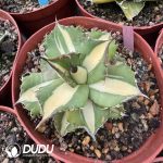 Agave Kissho Kan var. mediopicta - Image 2