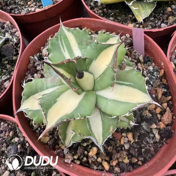 Agave Kissho Kan var. mediopicta - Image 2