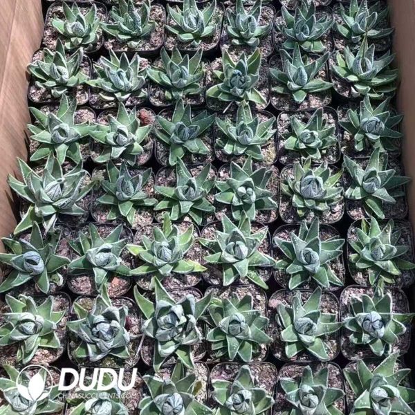 Haworthia Emperor - Image 1