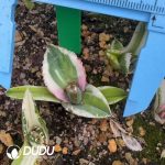 Agave titanota White Rhino