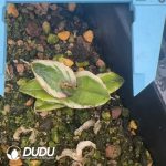 Agave titanota White Rhino - Image 2