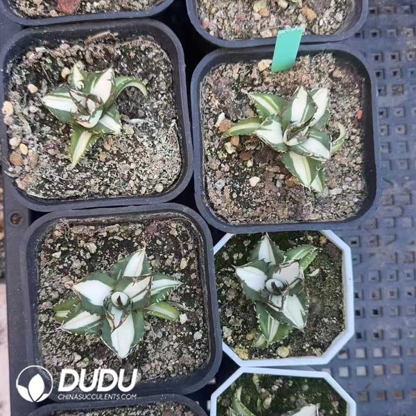 Agave Helios mediopicta alba - Image 1