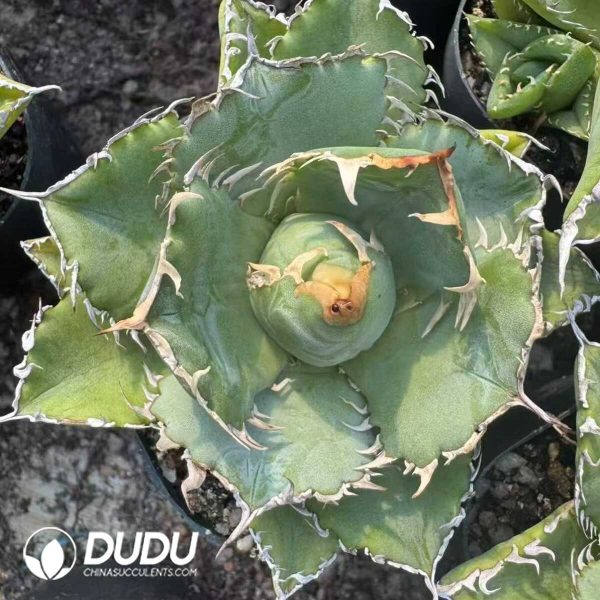 Agave titanto Laces - Image 1