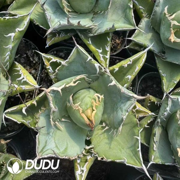 Agave titanto Laces - Image 2