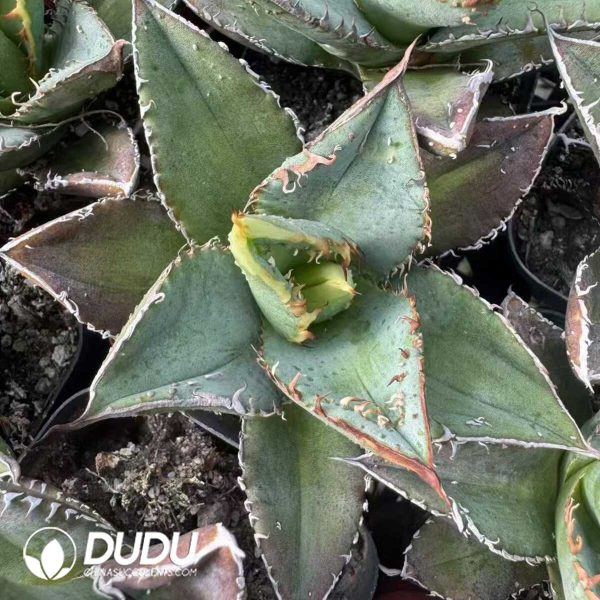 Agave Totoro - Image 1