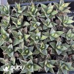 Agave Totoro - Image 2