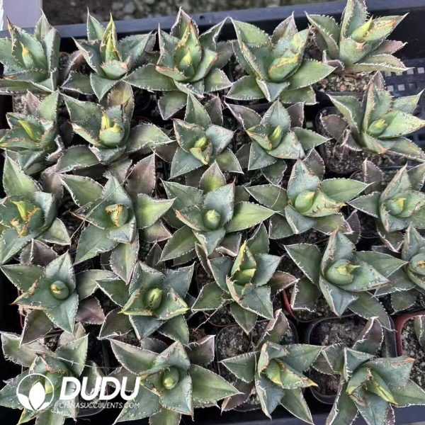 Agave Totoro - Image 2