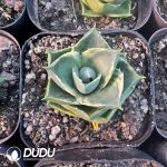 Agave Elf