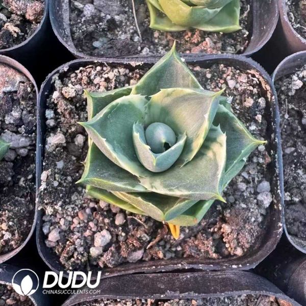 1756132293-e201-58.jpg Agave Elf - Image 1