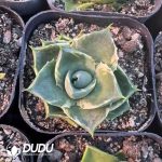 Agave Elf - Image 2