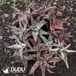 Aloe Collocation 12pcs