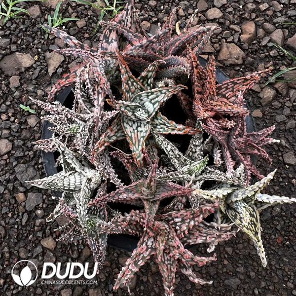 Aloe Collocation 12pcs - Image 1