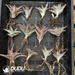 Aloe Collocation 12pcs - Image 2