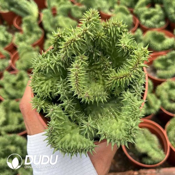 Metaplexis rhinoceros horn Cristata - Image 1