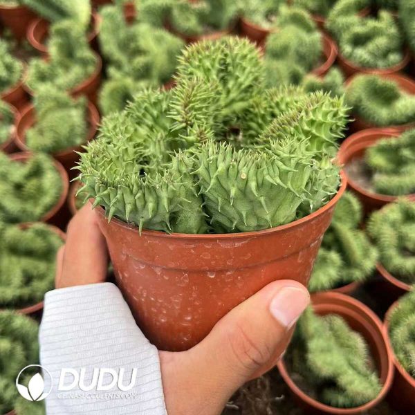 Metaplexis rhinoceros horn Cristata - Image 2