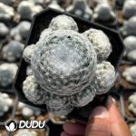 Mammillaria Huge humboldtii Ehrenb Clustering