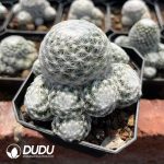 Mammillaria Huge humboldtii Ehrenb Clustering - Image 2