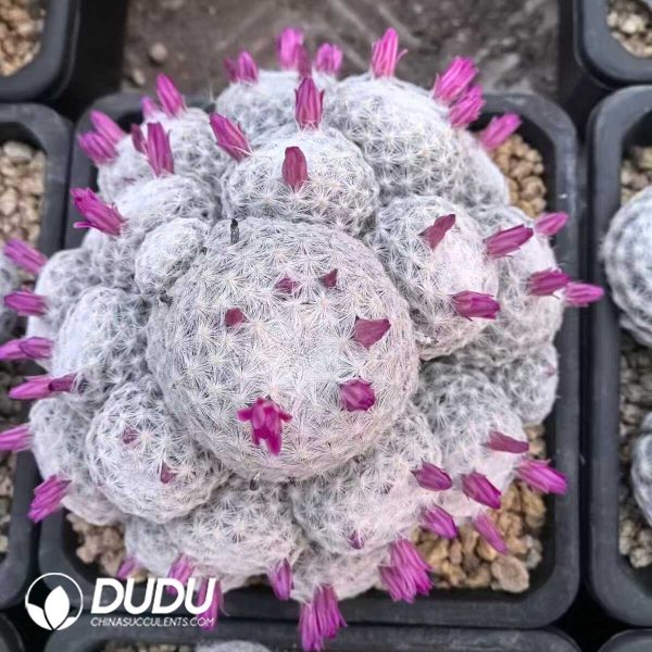 1756132315-e201-66.jpg Mammillaria Huge humboldtii Ehrenb Clustering - Image 1