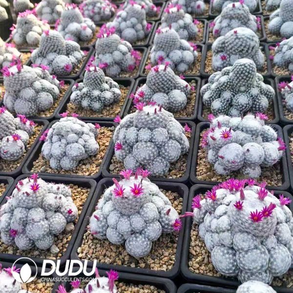 1756132317-e202-57.jpg Mammillaria Huge humboldtii Ehrenb Clustering - Image 2