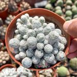 Mammillaria humboldtii Ehrenb Clustering